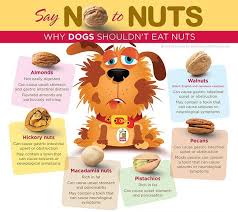 Feeding your dog salted nuts can also lead to water retention and other. Team Aspin Of Iloilo Tail Be Mindful Of What Foods You Give To Your Pets Good Nuts Bad Nuts Good Nuts For Dogs Peanuts Raw Or Roasted Removed From