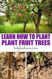 When planting fruit trees that have grown for 2 years, remove any lower shoots and prune between three and five of the best placed shoots by half to an do you have anything that you would like to add after reading this page? How To Plant Fruit Trees Lady Lee S Home