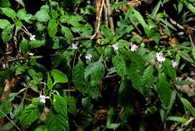 Image result for Impatiens hochstetteri
