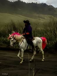 Kuda Gaul Kuda Kekinian Kuda Pink Kuda