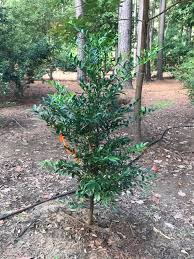 Image result for Nageia nagi