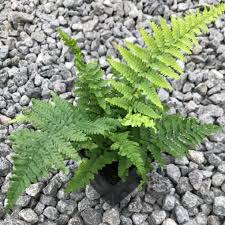 Image result for Dryopteris kilemensis
