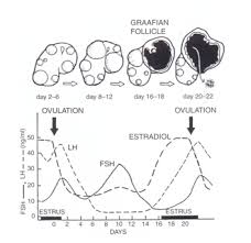 Physiological And Reproductional Aspects Of Animal