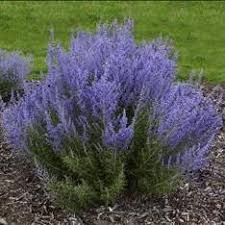 Maybe you would like to learn more about one of these? Russian Sages Plant Care And Collection Of Varieties Garden Org