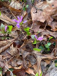Image result for Polygala filicaulis