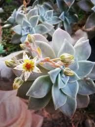 We did not find results for: Graptopetalum Paraguayense Ghost Plant World Of Succulents Ghost Plant Plants Succulents