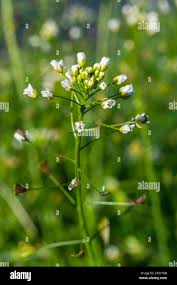 Image result for Capsella