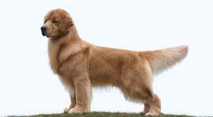 We are a small family breeder in the rochester, ny area. Golden Retriever Breeders Ny Petsidi
