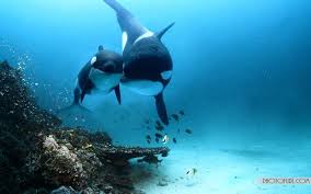 Dolphin Hd Wall Paper Download Sea Creatures Animal Wallpaper Computer Wallpaper