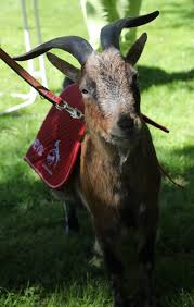 Fc köln, vollständig der 1. Geissbock Hennes Wikipedia