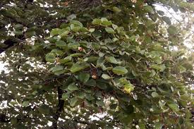 Image result for Piliostigma thonningii