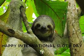 Happy International Sloth Day Foundation Aiunau Created This Day To Raise Awareness For This Adorable And Incredible Species Sloth Three Toed Sloth Koala Bear