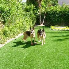 10 reviews of bundy dog park found this gem while on a random walk in the mvt area. Guide To Choosing Artificial Turf For Dog Agility
