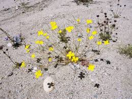 Maybe you would like to learn more about one of these? Yellow Flowers Joshua Tree Limited Edition Of 5 Photography By Jesse Frohman Saatchi Art