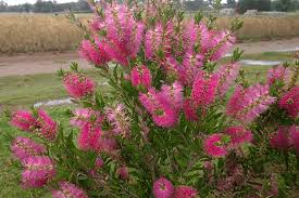 Image result for Callistemon