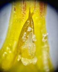 Image result for Tabernanthe elliptica