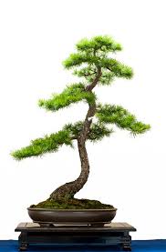 Larix Decidua Als Bonsai Bonsai Bonsai Baum Baume Pflanzen