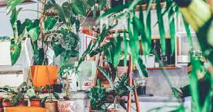 Check spelling or type a new query. 10 Jenis Pokok Besar Sesuai Sebagai Tanaman Indoor Impiana