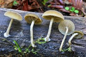 Image result for Simocybe centunculus