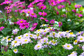 Image result for Brachycome