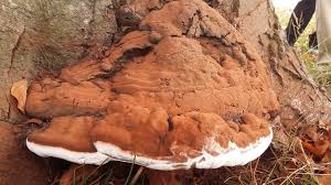 Image result for Ganoderma applanatum