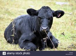 Grosse Vache Banque D Image Et Photos Alamy