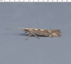 Image result for Stigmella confusella