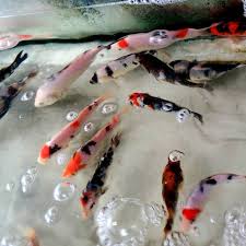 Apabila kita memperkatakan mengenai zen, pastinya terlintas ikan koi atau kap yang menghiasi kolam kecil di laman.kolam ikan koi atau 'koi pond' sebenarnya tidaklah sukar untuk diselenggara jika anda tahu cara menjaganya dan pembinaannya mengikut spesifikasi yang ditetapkan atau anda mendapatkan nasihat pakar. Ikan Hias Aquarium Dan Kolam Ikan Koi Shopee Indonesia