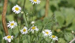 There's something very delicate and relaxing about it, and i think many of use are so i decided to make this chamomile tea guide, to answer any questions anyone might have about this wonderful herbal brew. How To Harvest Chamomile Flower Hobby Farms
