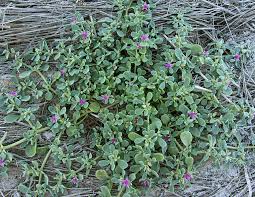 Image result for Sesuvium