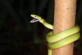 baby king brown snake takes its first breath at australian reptile park
