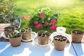 Your chili peppers take a while longer than your sweet peppers, although shorter than the chinese species. How To Germinate Pepper Seeds Fast Complete Guide Garden Gear Shop