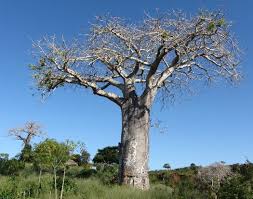 Image result for Adansonia digitata