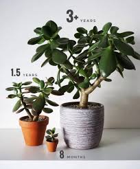 If your money plant care routine is coming up short, you might notice yellowing, droopy leaves or other signs that the plant is dying. Crassula Ovata The Jade Plant Succulent