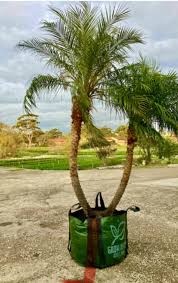 Image result for Phoenix roebelenii