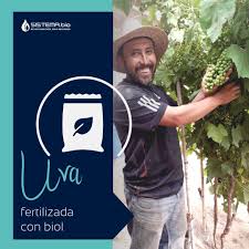 Nuestro usuario Efraín de Tlaxcala, México aplicó en sus plantas de uva el  fertilizante orgánico producido por nuestro biodigestor. Así como él, tú  también puedes mejorar la calidad de tus cosechas.