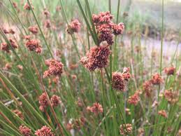 Image result for Juncaceae