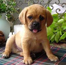 The Cutest Mixed Dog Breeds Cute Dog Mixes Puggle Puppies Cute Dogs