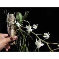 Image result for Aerangis verdickii