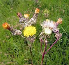 Image result for Sonchus luxurians