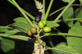 Image result for Brucea antidysenterica