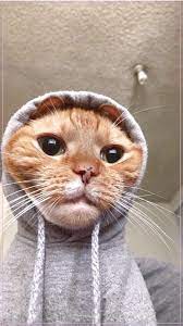  Cute Cats Pictures Cute Cats Pictures Pets