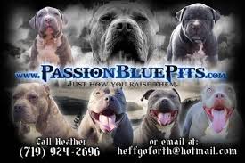 Browse thru our id verified puppy for sale listings to find your perfect puppy in your area. Blue Pitbull Puppies For Sale In Pueblo Colorado Classified Americanlisted Com