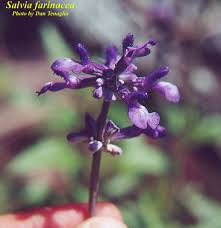 Image result for Salvia farinacea