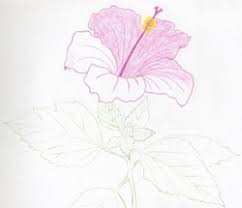 Maybe you would like to learn more about one of these? Hibiscus Flowers Drawing Tutorial