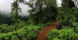 Length 4.7 mielevation gain 1,650 ftroute type out & back Kuli Ou Ou Ridge Trail Oahu Hike