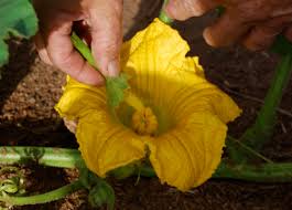 These flowers grow on a single stem that rises straight the female blossom looks similar to the male pumpkin flower on the outside. Pollinating Giant Pumpkins Giantveggiegardener