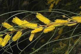 Image result for Acacia kamerunensis