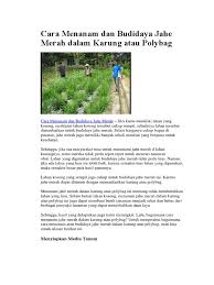 Cara budidaya jahe akan efektif apabila anda memiliki lahan yang tepat. Cara Menanam Dan Budidaya Jahe Merah Dalam Karung Atau Polybag