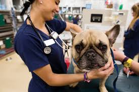 — thinking about getting a dog? 21 Most Common French Bulldog Health Problems And What You Can Do
